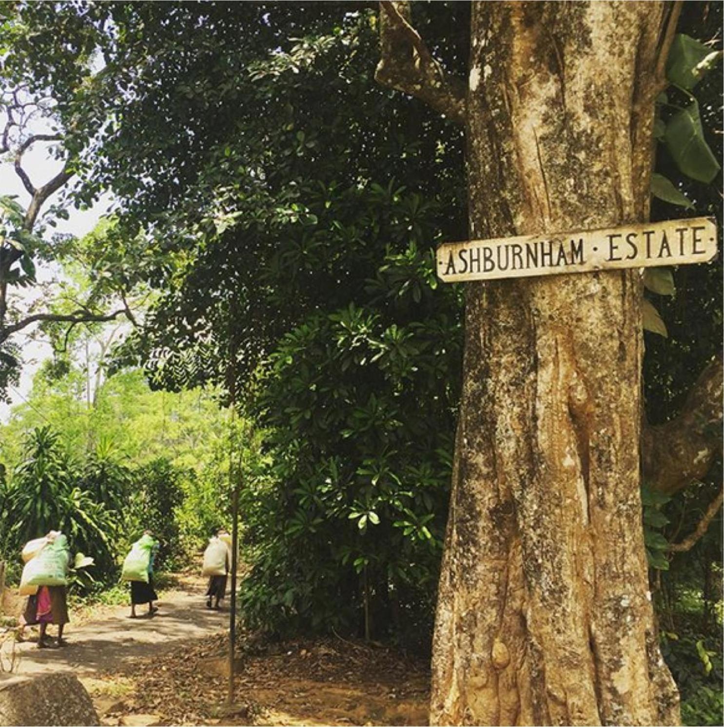 Hotel Ashburnham Estate Elkaduwa Exterior foto